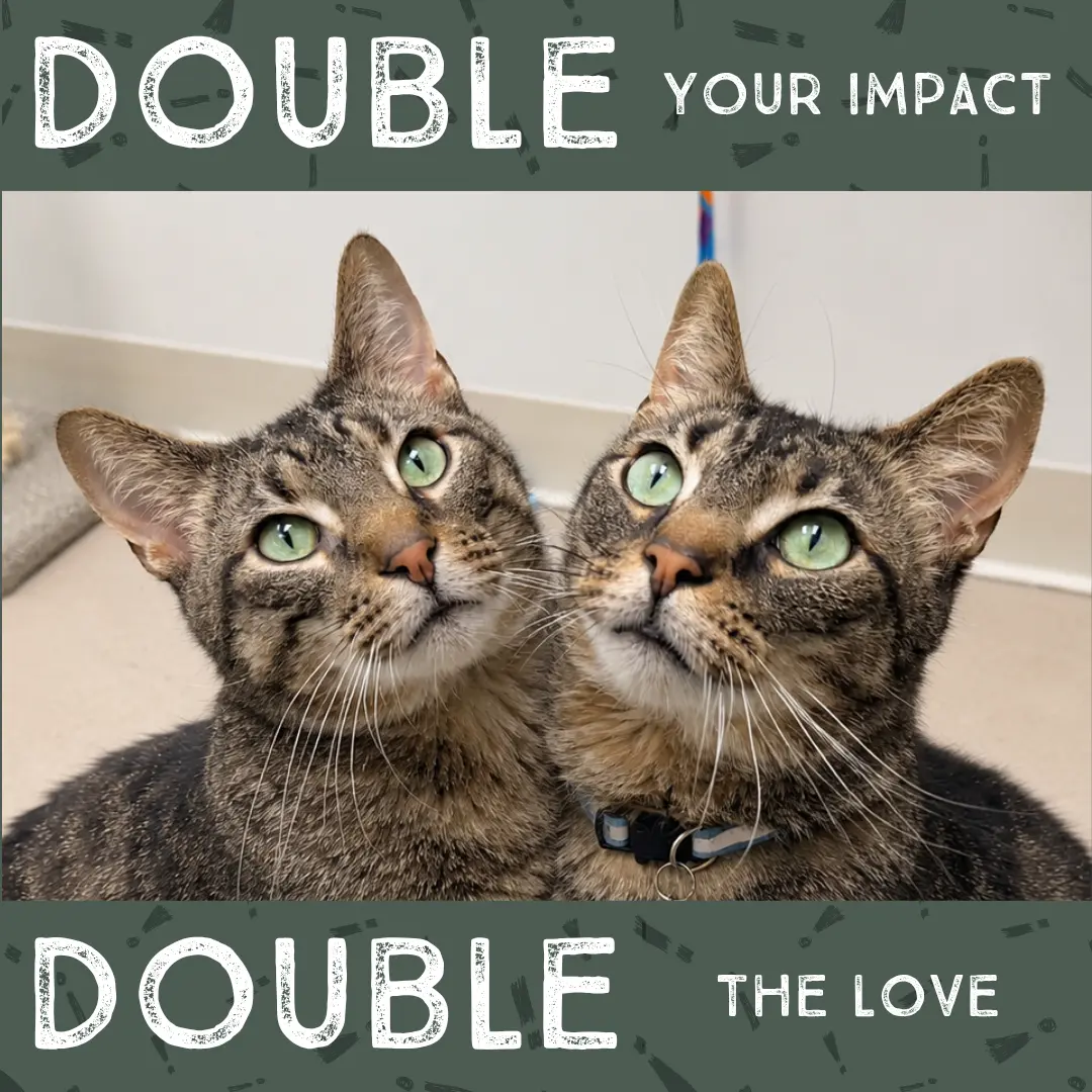 RC and Quill, cats available for adoption at CCHS. The text reads 'Double your impact, Double the love'